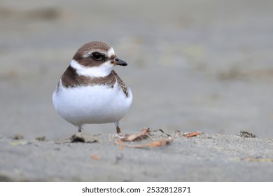 sand plover bird at the beach - Powered by Shutterstock