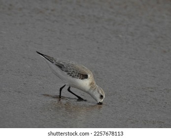 A sand plover is searching for small insects to eat inside beach. - Shutterstock ID 2257678113
