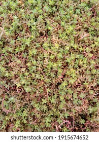 Sand Pygmyweed Usaully Called Pygmy Stonecrop In The Yard