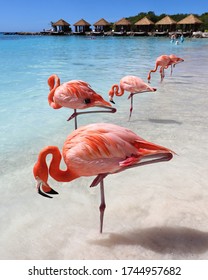 Sand, Sea And Flamingos In Aruba, Caribbean