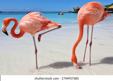 Sand, Sea And Flamingos In Aruba, Caribbean