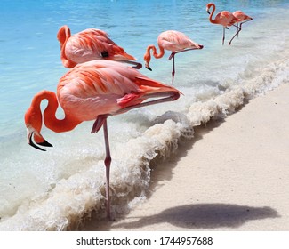 Sand, sea and flamingos in Aruba, Caribbean