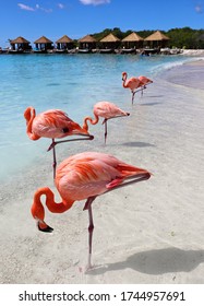 Sand, Sea And Flamingos In Aruba, Caribbean