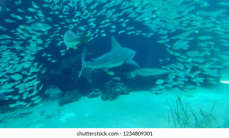 Sand Shark Swimming Through A Tunnel Of Tropical Fish Near The Ocean Floor 