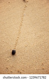 Sand Snail Crawling On A Beach, Leaving Behind A Trail