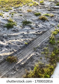 Sand In Tampa, Florida Neighborhood