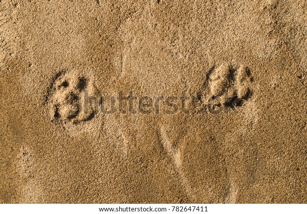 Sand\
texture and background. dog footprint on the\
sand.