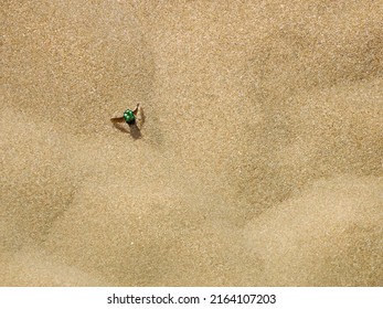 Sand, sand texture, sand texture, download photo, background, background, beach, green beetle (Cetoniinae) on sand
