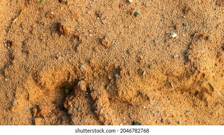 Sand texture from sand pile. Sand surface for background, top view. Coarse sand grains background - Shutterstock ID 2046782768