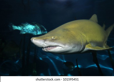 Sand Tiger Shark