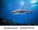 Sand tiger shark Carcharias taurus, gray nurse shark, spotted ragged-tooth shark with school of horse eye jack underwater in sea