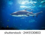 Sand tiger shark Carcharias taurus, gray nurse shark, spotted ragged-tooth shark with school of horse eye jack underwater in sea