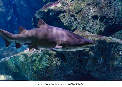 Sand Tiger Shark (Carcharias Taurus)