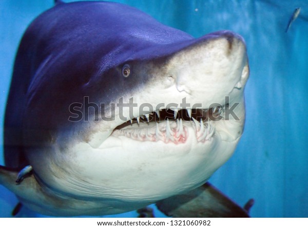The Sand Tiger Shark, Carcharias Taurus, Grey\
Nurse Shark, Spotted Ragged-tooth Shark, or Blue-nurse Sand Tiger\
is a species of Shark that inhabits subtropical and temperate\
waters worldwide.