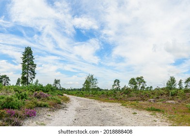 Sand Trail Running Though Avon Heath Country Park With Light Cloud With Pine Trees, Silver Birches And Pink Heather. No People.