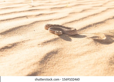 Sand Viper In Dubai Desert