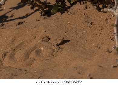 Sand Viper Hiding In Sand In Namibia Desert