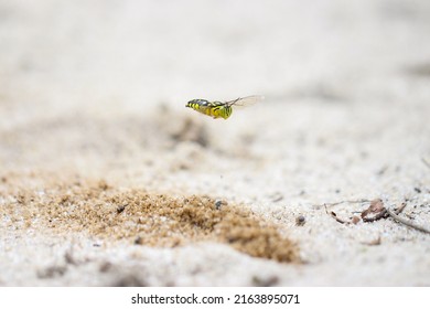 Sand Wasp Flying Close Your Hole