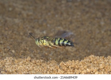 Sand Wasp Flying On The Sand