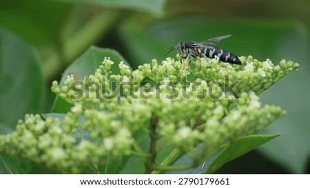 A Sand wasp foraging on the tiny, pale greenish yellow flowers of a Bushkiller vine.