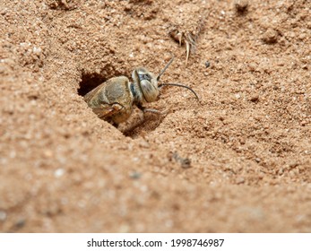 Sand Wasp In A Natural Environment.         Crabronidae Family.