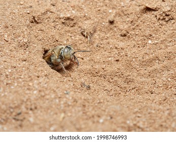 Sand Wasp In A Natural Environment.         Crabronidae Family.