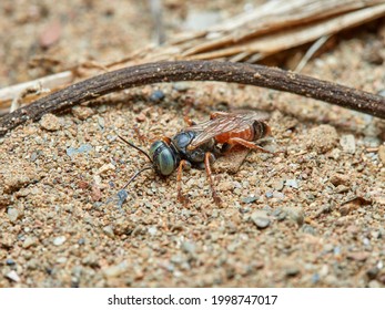 Sand Wasp In A Natural Environment.         Crabronidae Family.