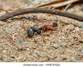 Sand Wasp In A Natural Environment.         Crabronidae Family.