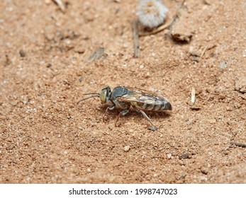 Sand Wasp In A Natural Environment.         Crabronidae Family.