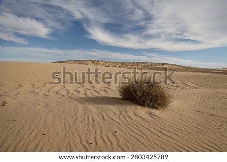 Sand waves drawn by the wind in the Mauritanian desert