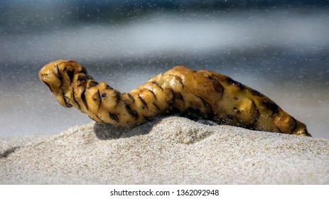 Sand Worm From Seawed, 