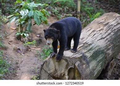 290 Bornean sun bear Images, Stock Photos & Vectors | Shutterstock