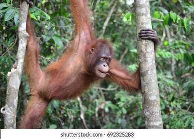 SANDAKAN,SABAH,MALAYSIA,JUNE 1ST 2016-Orangutan is living free at Sepilok Orangutan Rehabilitation Centre,situated in State of Sabah in Northern Borneo and sit on the edge of the Kabili forest reserve