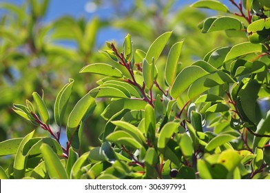 Sandalwood Leaves