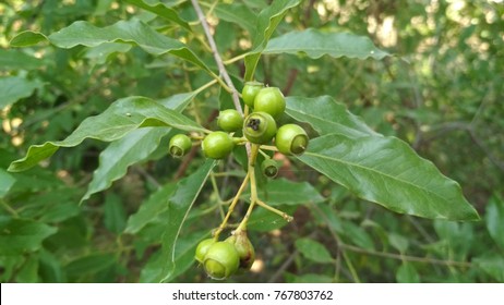 Sandalwood Plant Images Stock Photos Vectors Shutterstock