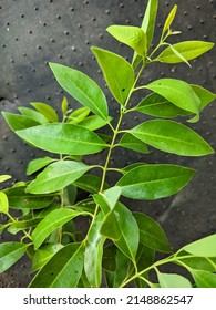 Sandalwood Tree Branch Green Leaves Stock Photo 2148862547 | Shutterstock
