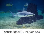 Sandbar shark Carcharhinus plumbeus underwater in sea