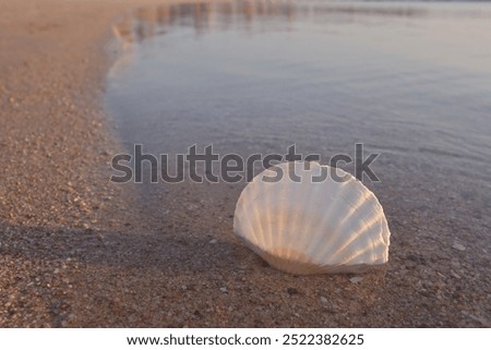 Sandbeach with shell, summer background.