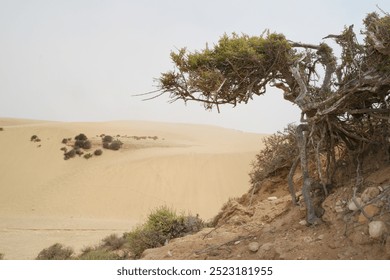 Sandboarding adventure on Morocco's dunes surrounded by unique desert flora - Powered by Shutterstock