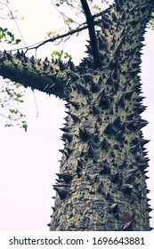 Sandbox Tree With Green Colors Reveals