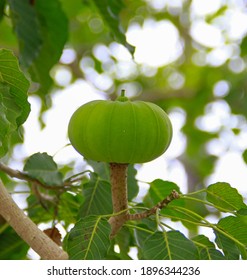 Sandbox Tree (Hura Crepitans) Green