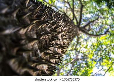 Sandbox Tree In Rainforest (thorny Tree Trunk)