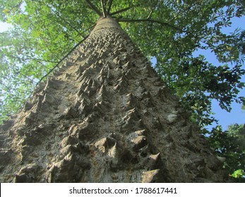 Sandbox Tree Towering To The Sky