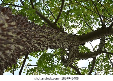 Sandbox Tree Trunk With Spiky And Green Leaves