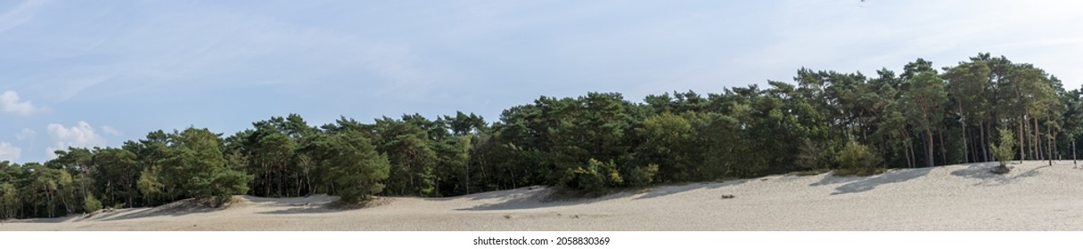 Sanddune ridge with pine tree forest on the edge part of the Soesterduinen sand dunes in The Netherlands on a sunny blue sky day
