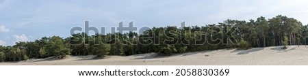 Sanddune ridge with pine tree forest on the edge part of the Soesterduinen sand dunes in The Netherlands on a sunny blue sky day 