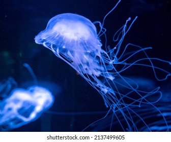 Sanderia malayensis jellyfish family Pelagiidae, native to tropical Indo-Pacific close up