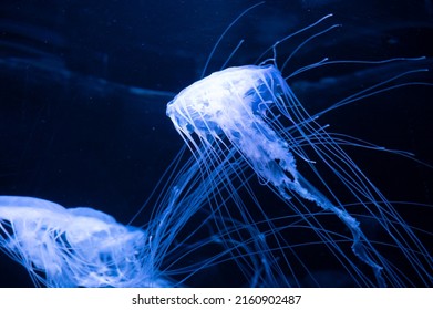 Sanderia malayensis jellyfish family Pelagiidae, native to tropical Indo-Pacific close up