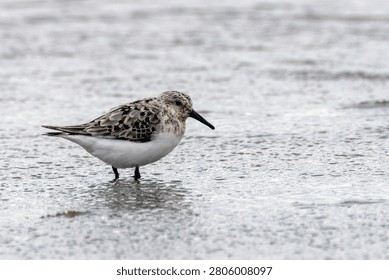 A sanderling with boldly patterned black, buff and white upperparts and clean white underparts stands in a thin sheet of water on the tidal flats at Bull Island in Dublin Bay, Ireland.