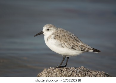 Sandpipers On Beach High Res Stock Images Shutterstock